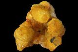Sunshine Cactus Quartz Crystal - South Africa #98384-2